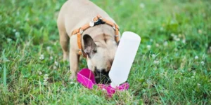 How Do You Keep Your Dog Safe During Outdoor Adventures?