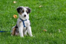 What Should You Look for in a Dog Harness?