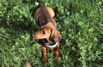 Top 10 Dog Collars for Comfort and Style