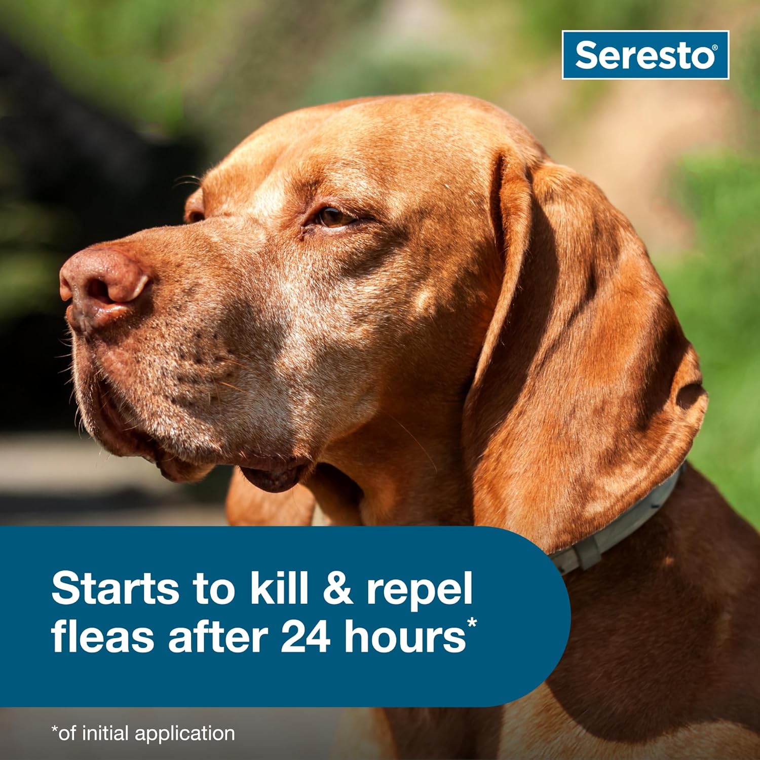 Seresto Large Dog Vet-Recommended Flea & Tick Treatment & Prevention Collar for Dogs Over 18 lbs. | 2-Pack - Image 5