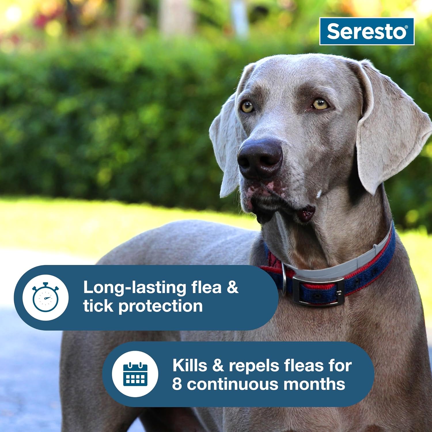 Seresto Large Dog Vet-Recommended Flea & Tick Treatment & Prevention Collar for Dogs Over 18 lbs. | 2-Pack - Image 6