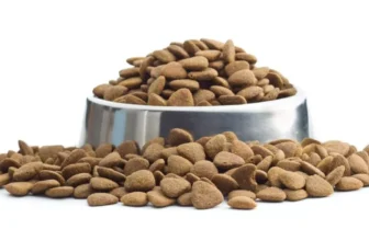 How Can You Identify High-Quality Dog Food?