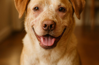 Best Dog Food for Skin Allergies to Keep Your Pet Healthy and Comfortable