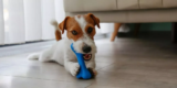 Best Chew Toys to Keep Your Dog Entertained