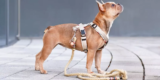 Top Picks for Every Breed